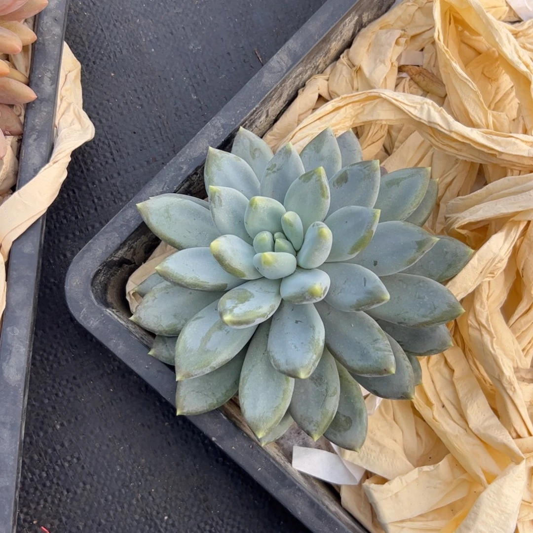 花***子多肉植物多肉植物