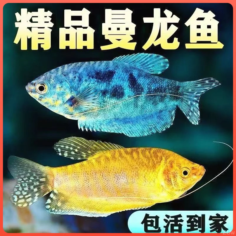 观赏鱼黄曼龙打混养的小型斑马鱼孔雀鱼鱼冷水鱼鱼的小鱼缸鱼白云