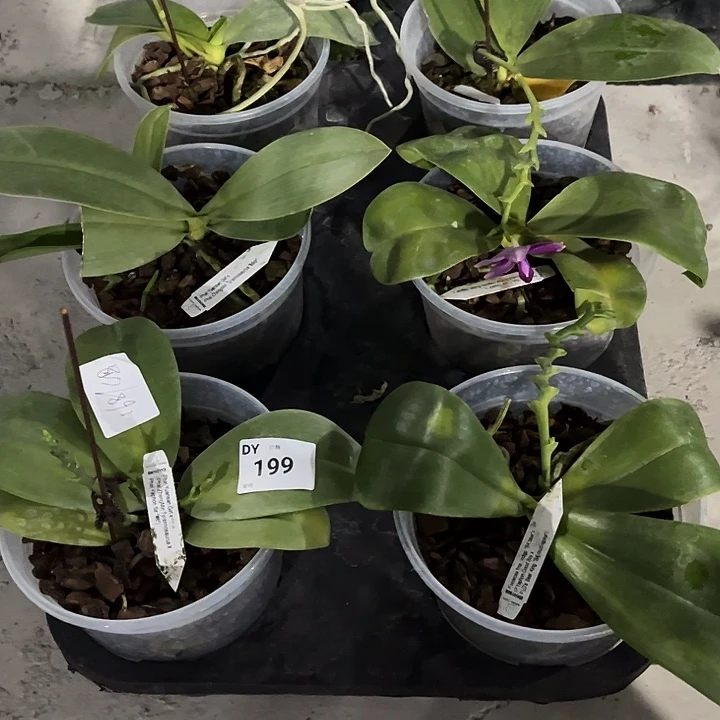 全部花苞199 叶黄烂根裸根发货任何理由都不售后