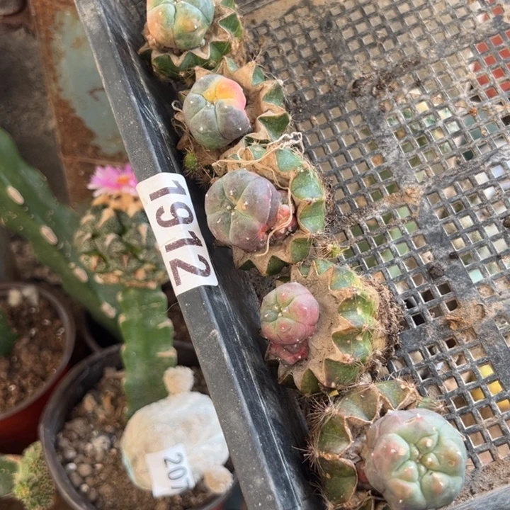 海鲜仙人球组合1912号