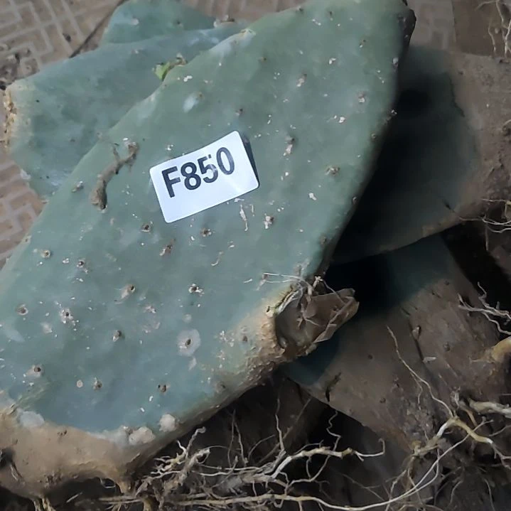 神*仙人掌4个850