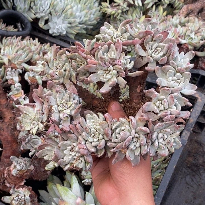 3658哈哈哈哈哈哈哈哈哈哈