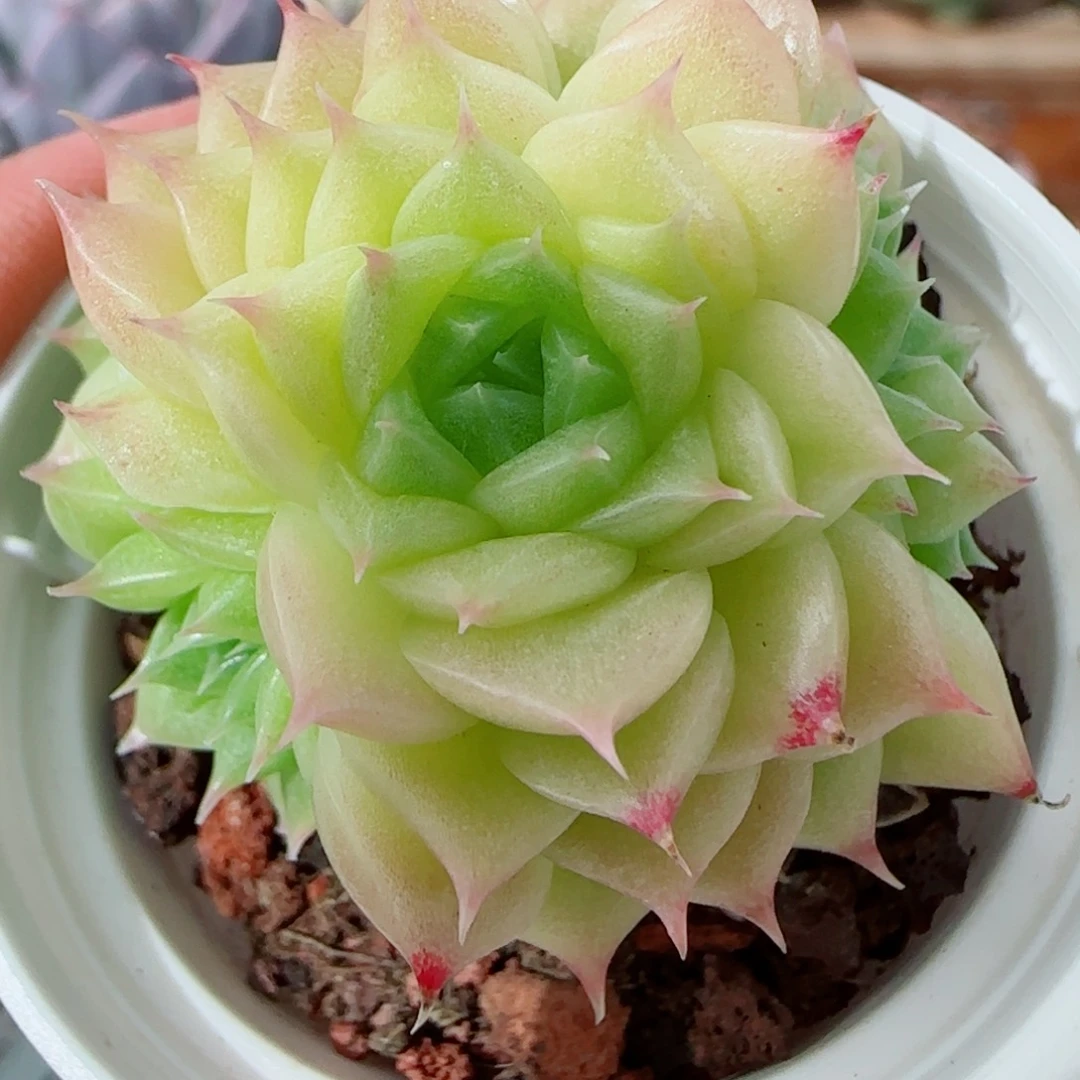 花语逸镜1003-295麦秆