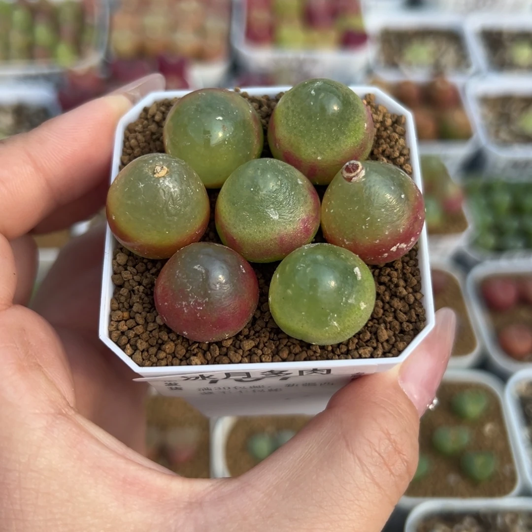 101八颗灯泡裸根发货