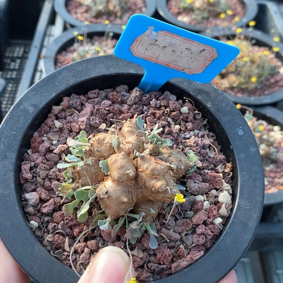 格加后墩菊多肉植物