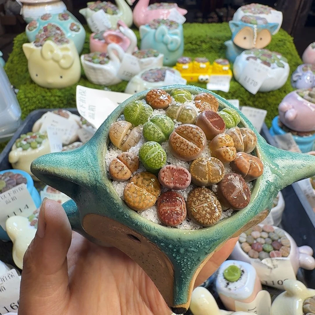 多肉植物福利冲1234