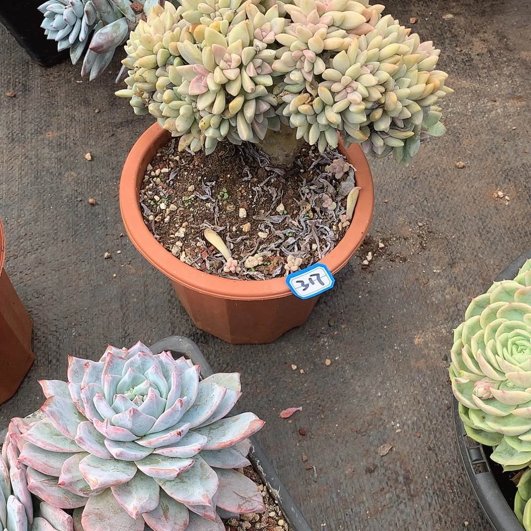 317淡雪缀 一物一拍多肉