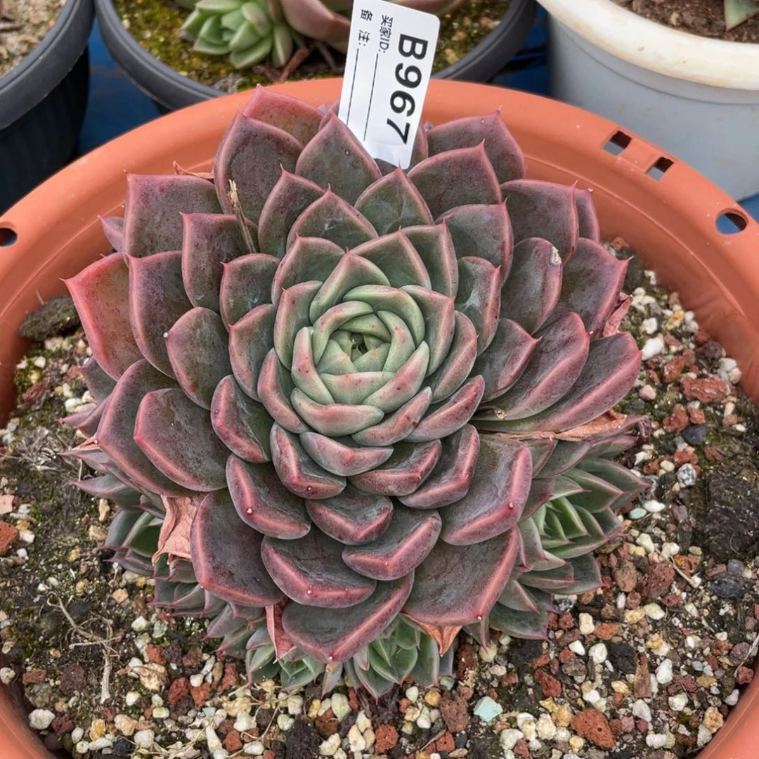 无花朵若如东云单拍B967