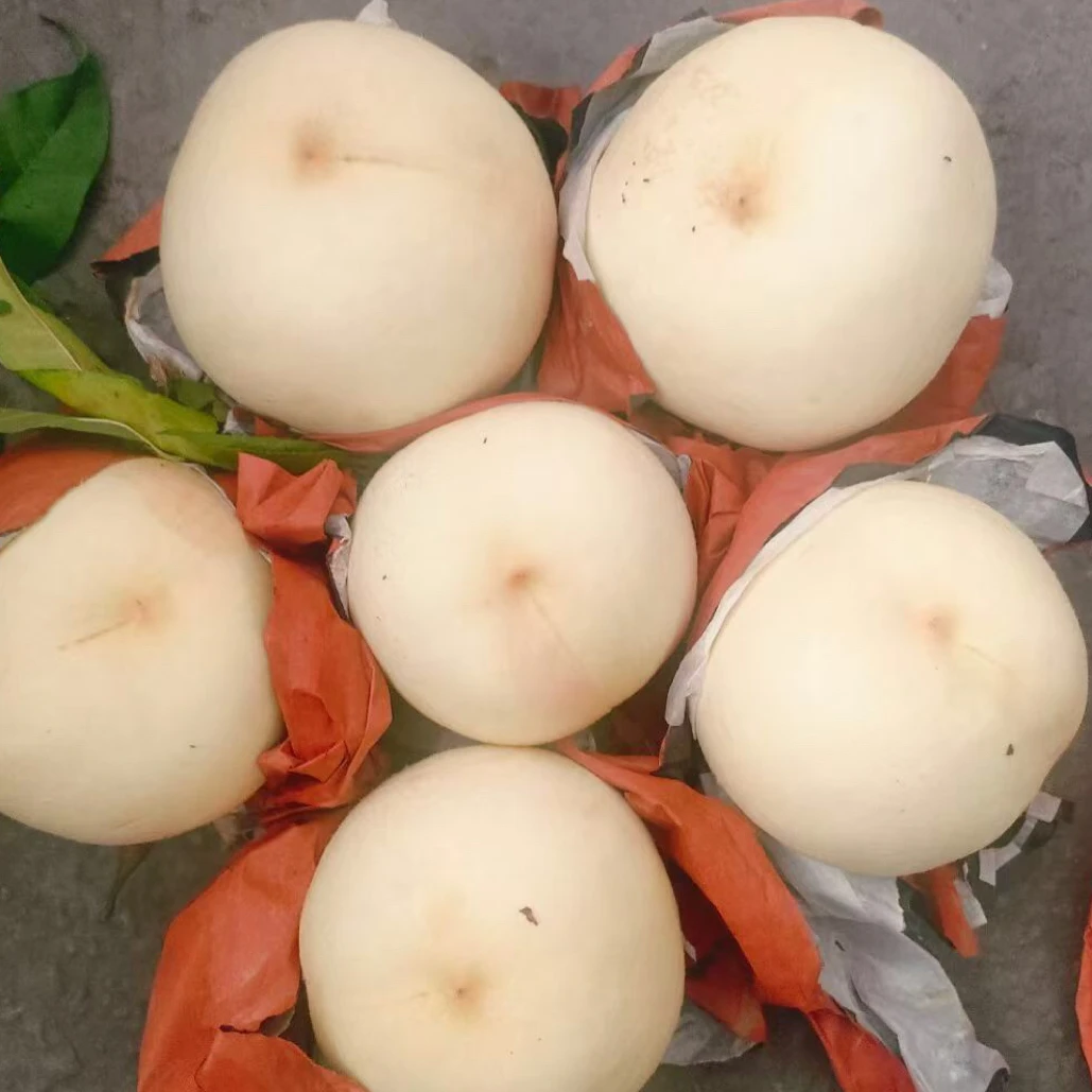 果园现摘应季新鲜水果金秋蜜桃白桃