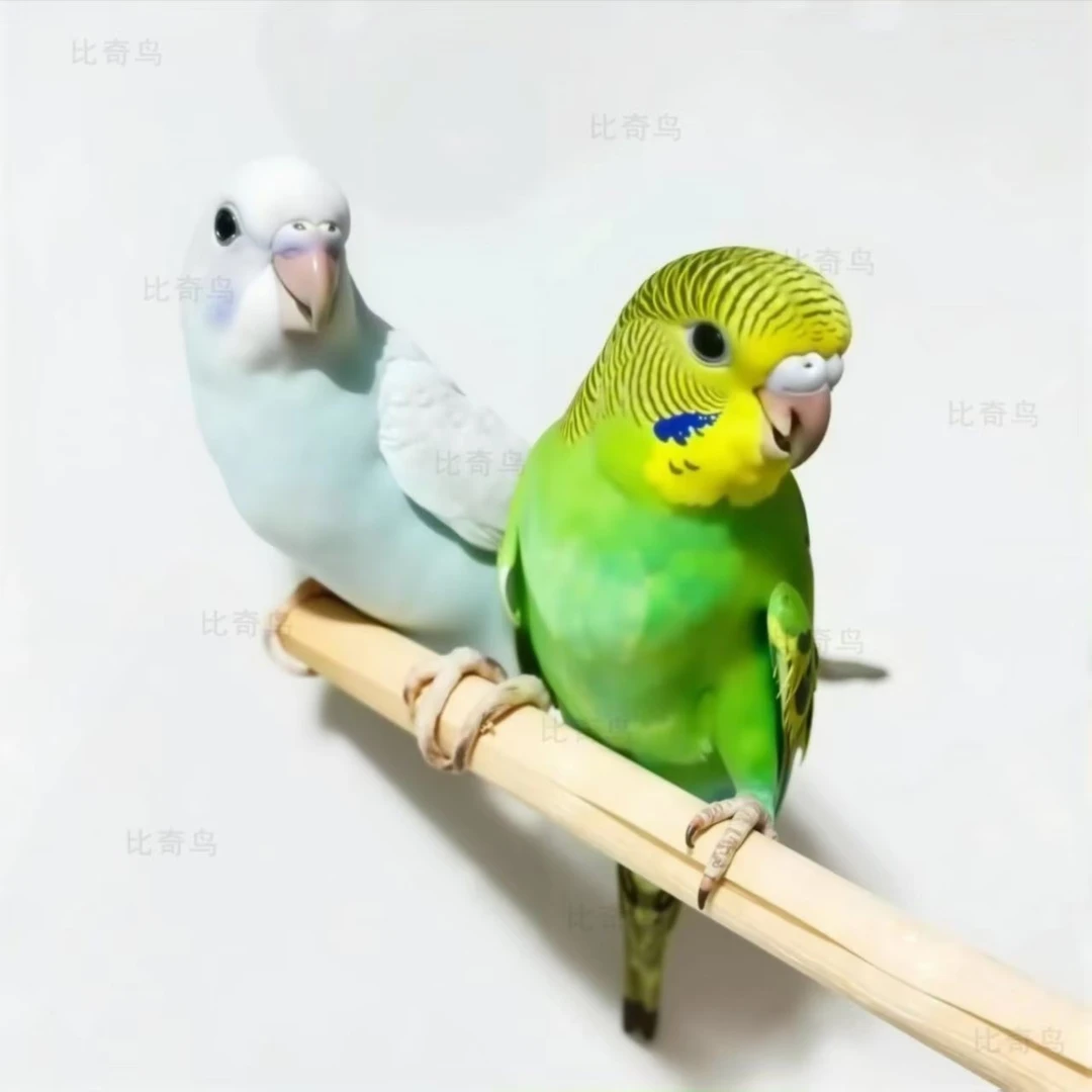 【虎皮鹦鹉】2只一对情侣会说话的鹦鹉活鸟宠物鸟手养鹦鹉虎皮鹦鹉