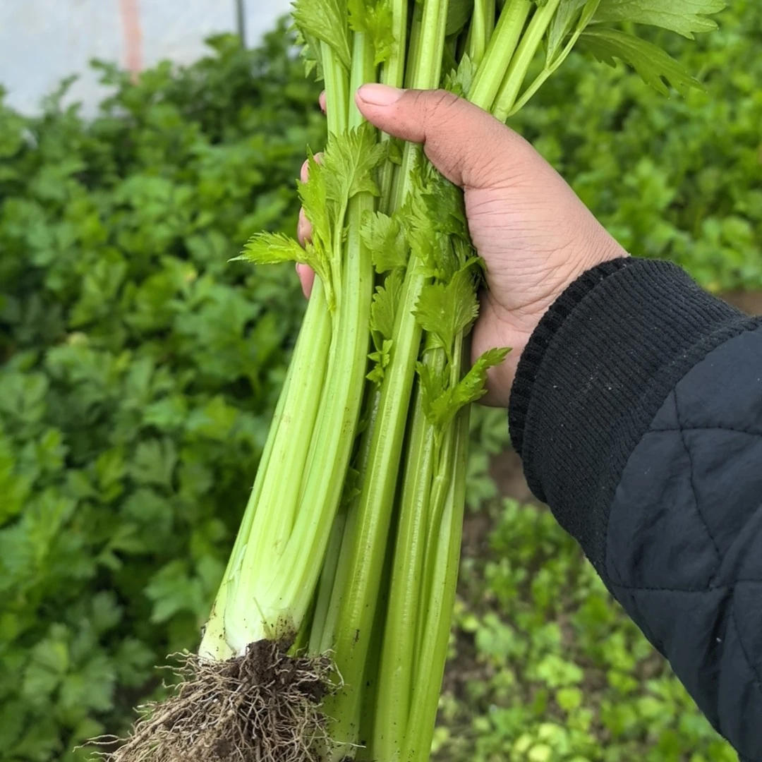 芹菜2斤 绿色蔬菜