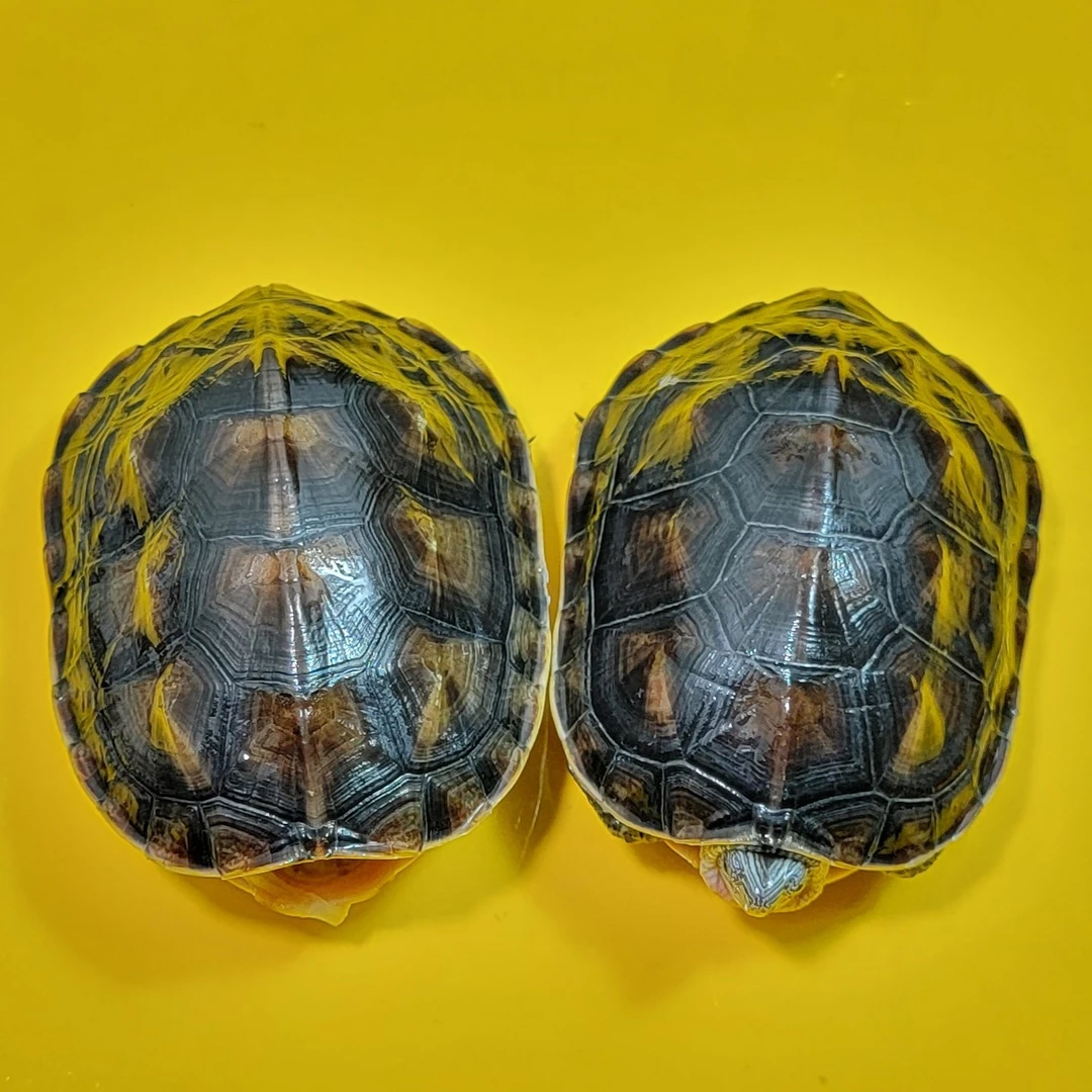 珍珠龟花龟认人龟狗狗龟跟人互动的龟认主人的龟龟