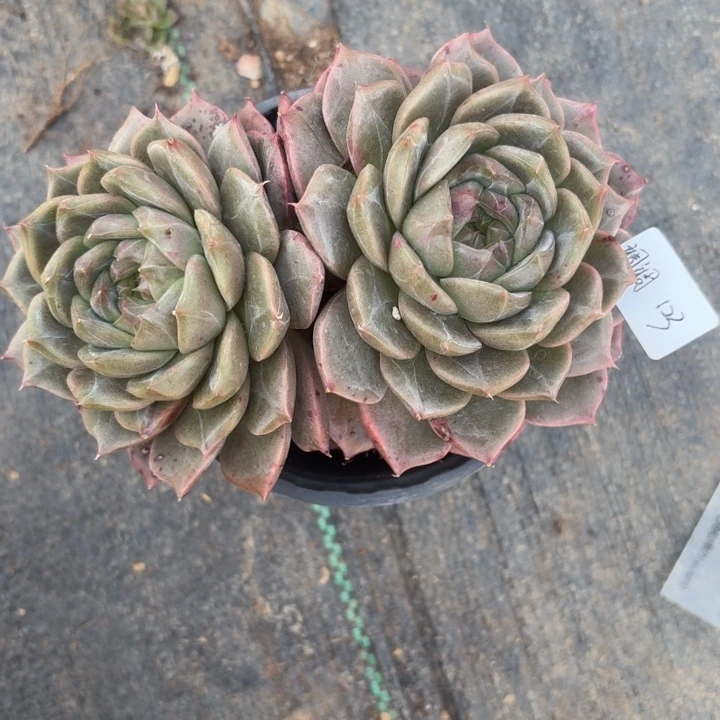 不***调精品多肉植物冠服16厘米