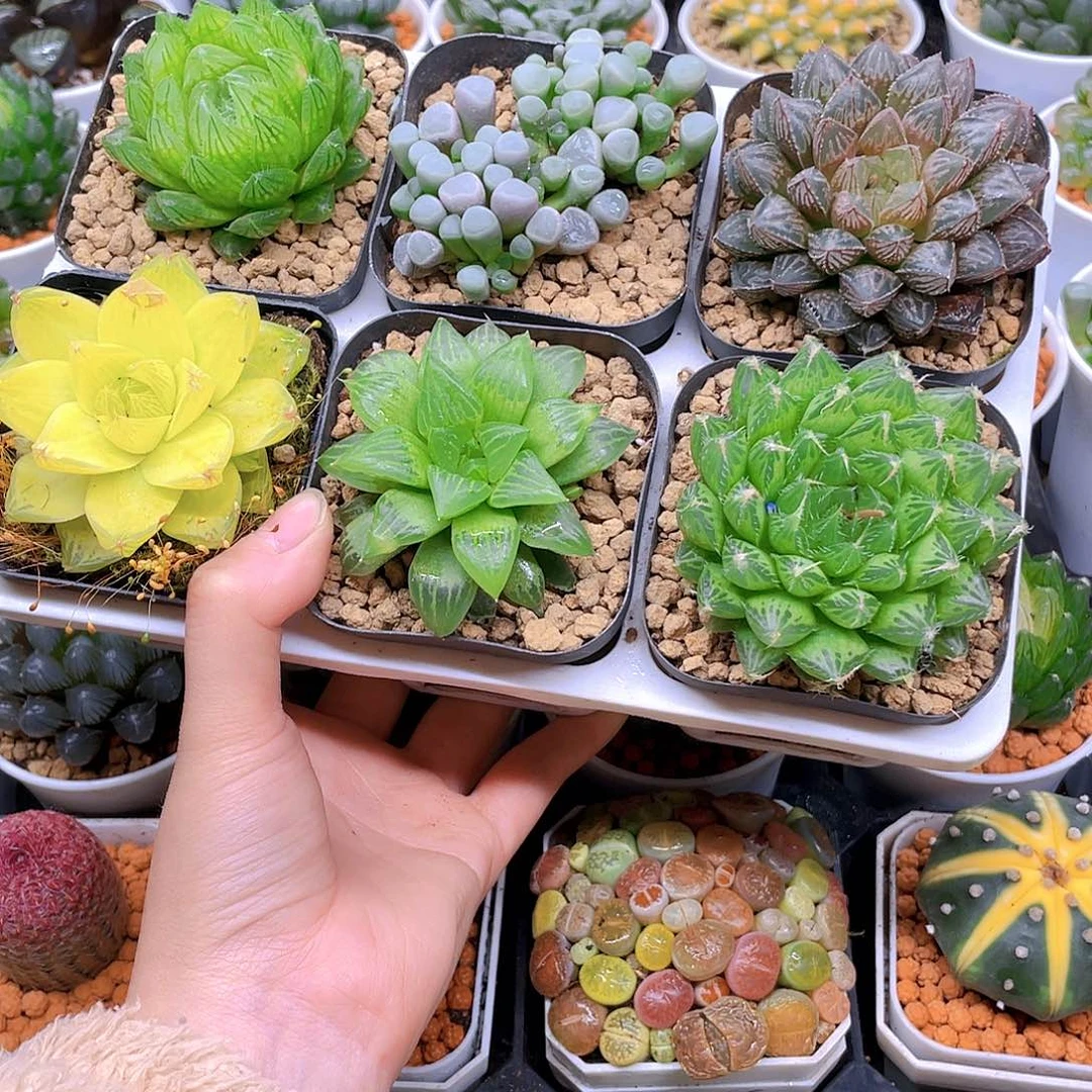 玉露六件套多肉，原盆