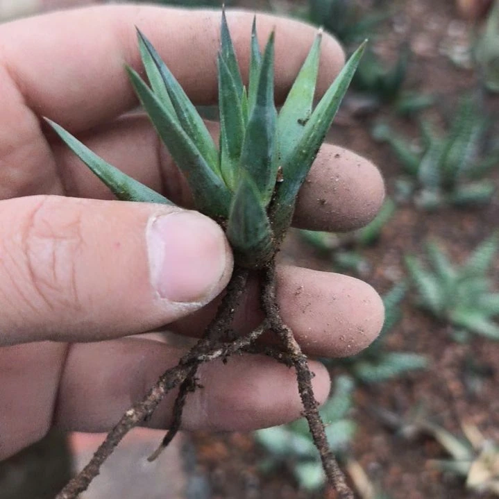 大*青瞳一个一物一拍