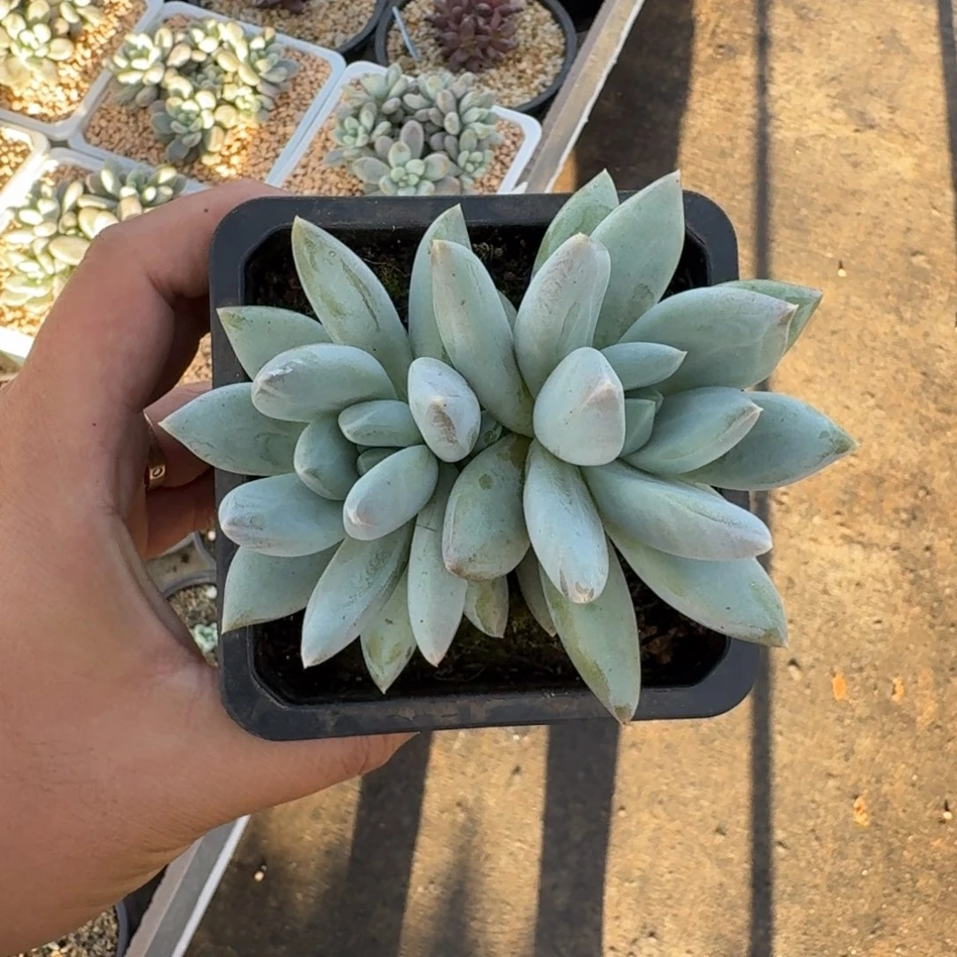 伊丽莎白 双头  一物一拍