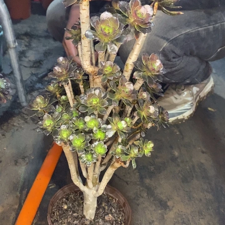 灰豆砍头28多肉植物法师