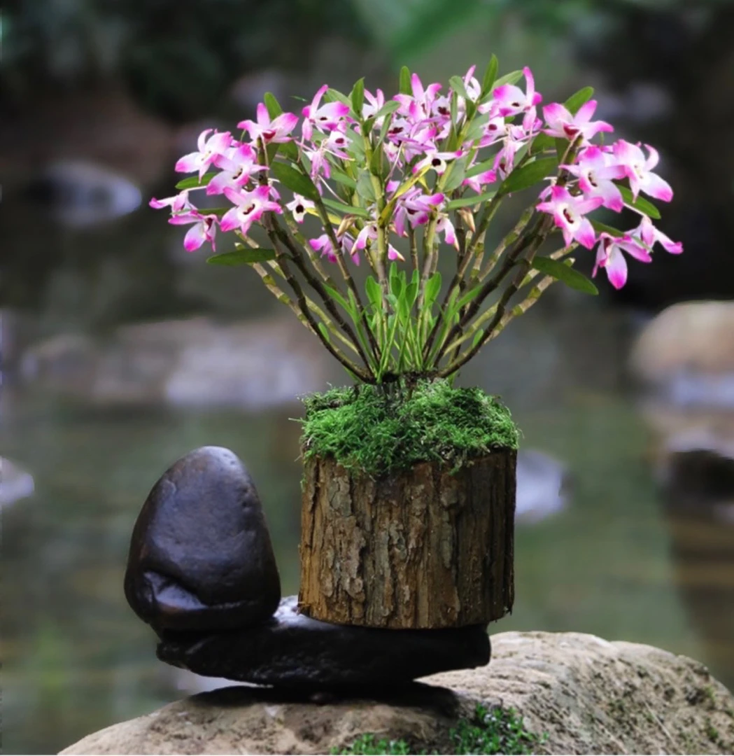 三年生金钗石斛兰苗