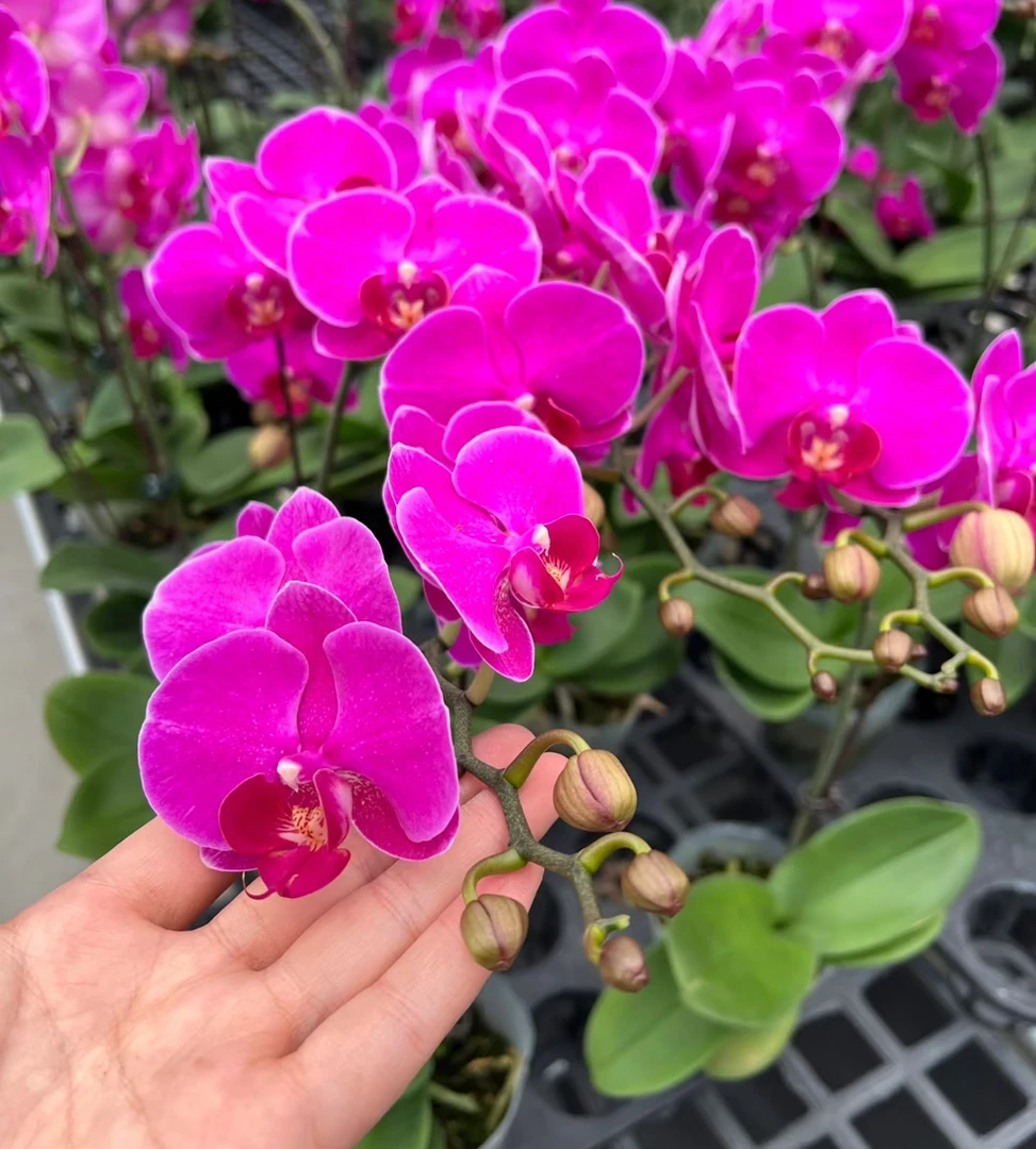 蝴蝶兰【红玫瑰】 双花剑 花色鲜艳   喜庆 广州基地直发