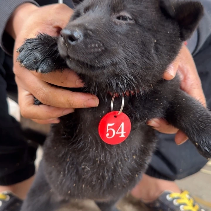 子****中华田园犬小黑母不包邮不包售后
