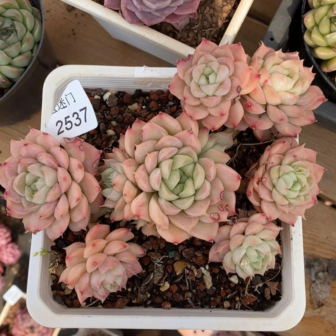 用****4杂交精品多肉2537