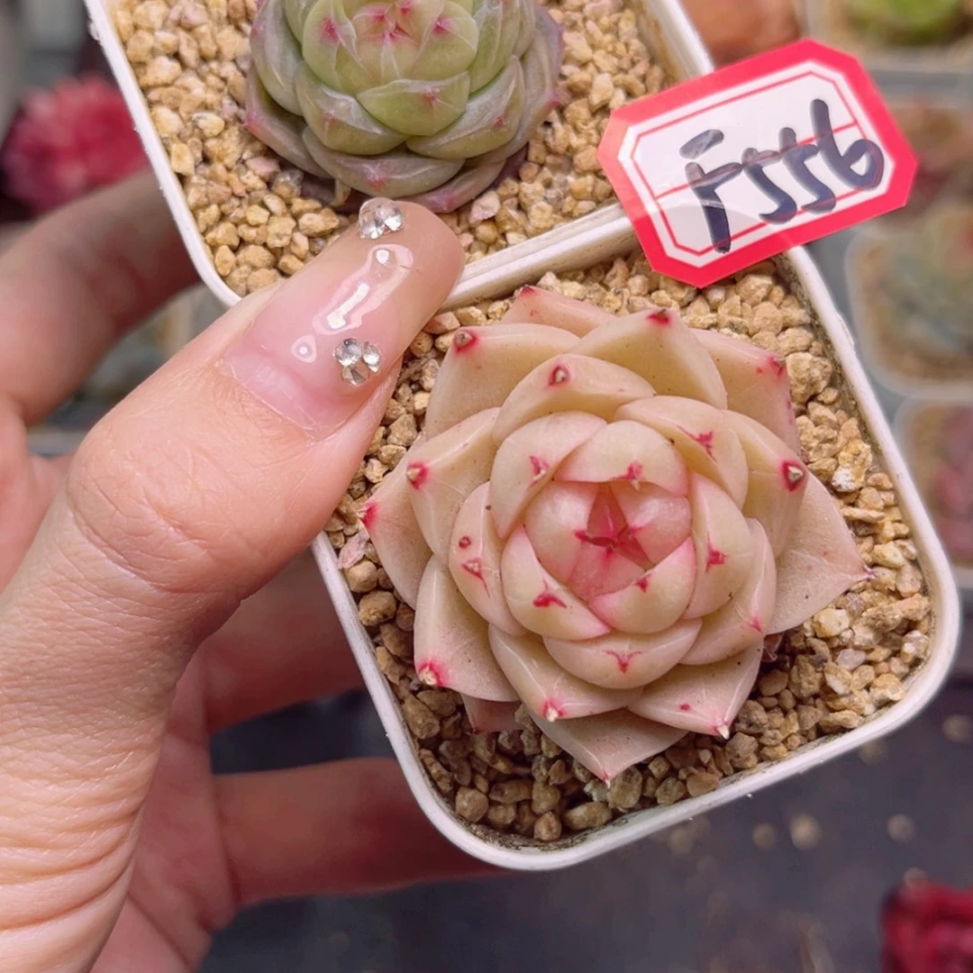 爱*离F556星梦和水冰月