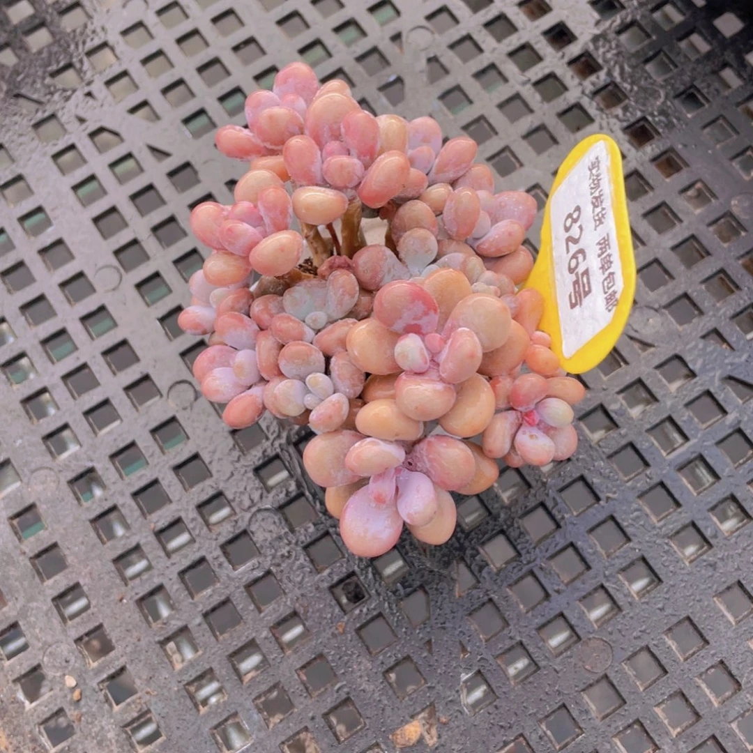 826号 老桩粉桃蛋组合