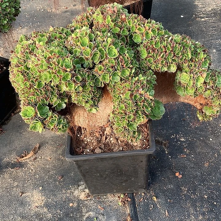 玫瑰朵朵脱土发货啊