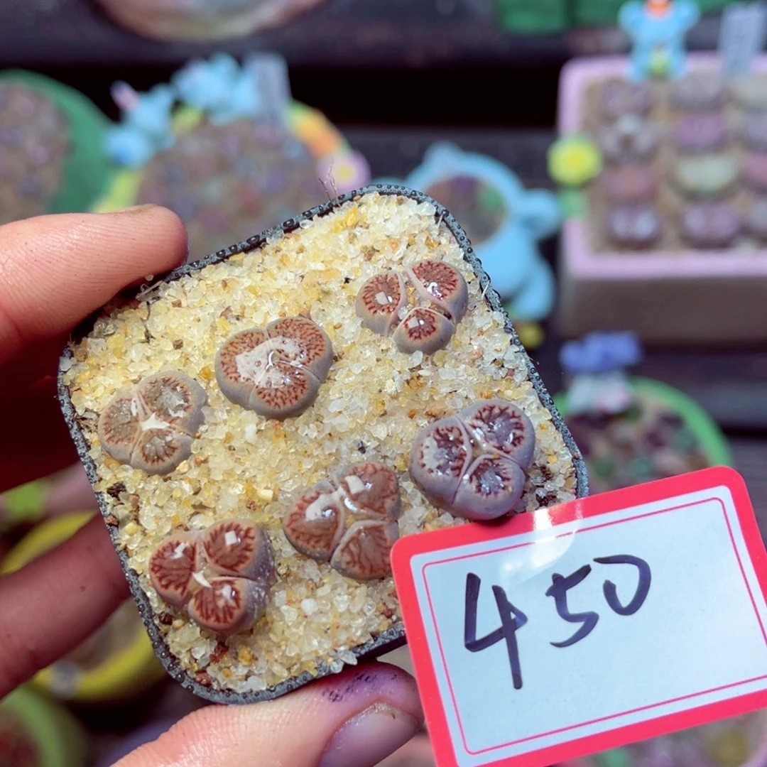 450生石花带盆发1