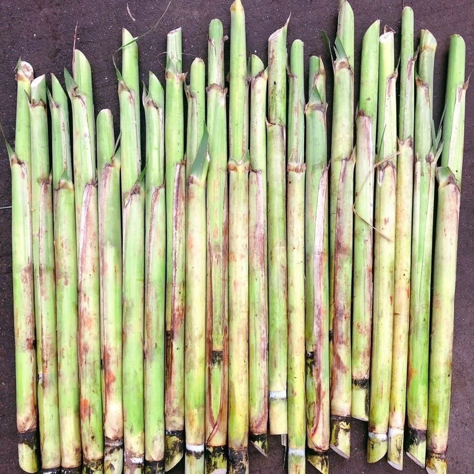 甘蔗尖尖甘蔗尖尖