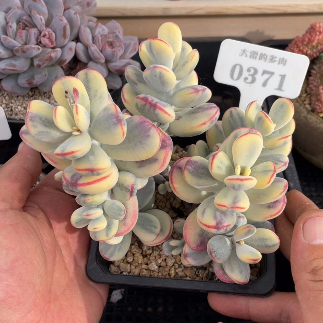 0371乒乓锦不带盆15厘米