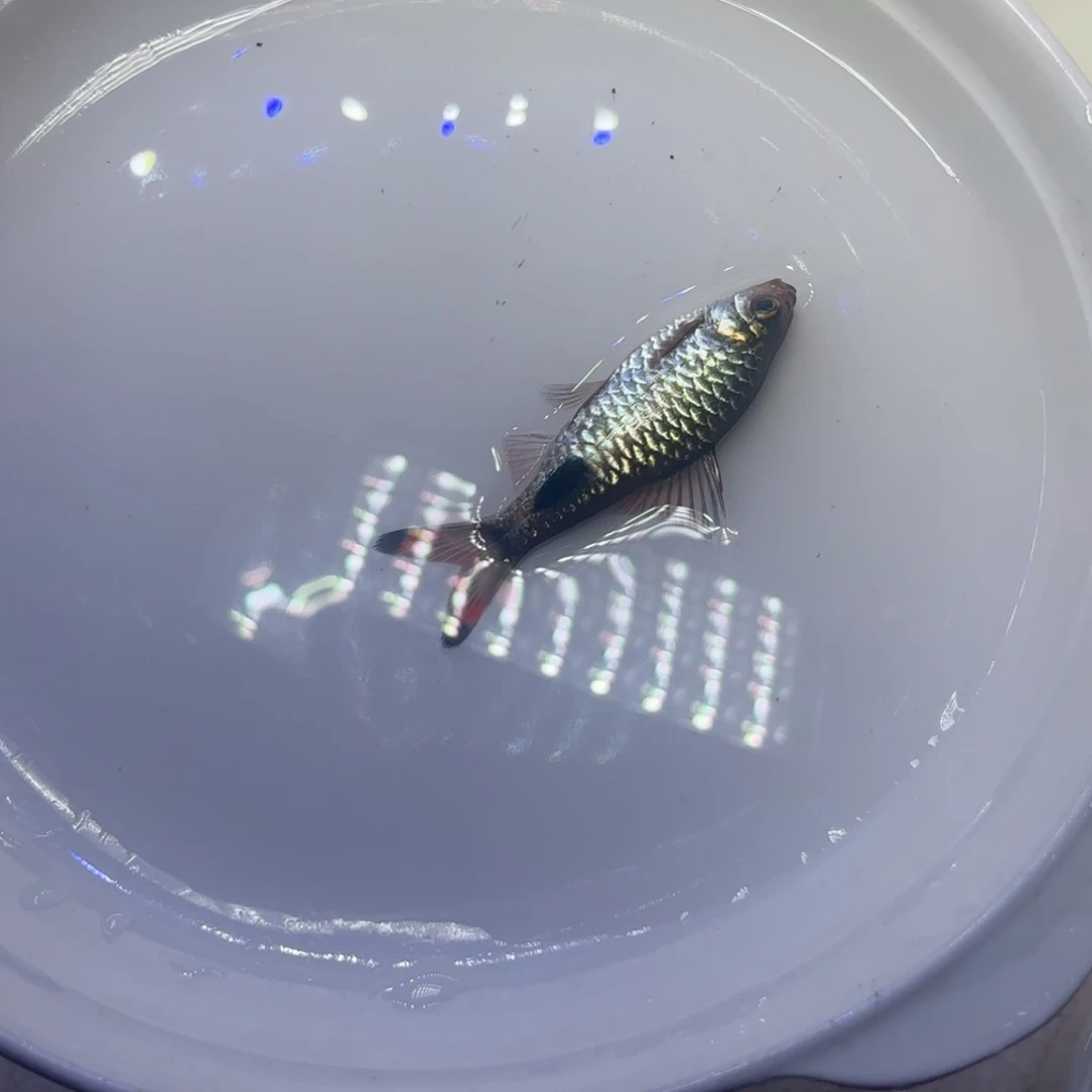 海水鱼紫红两点鲫公鱼 7-8