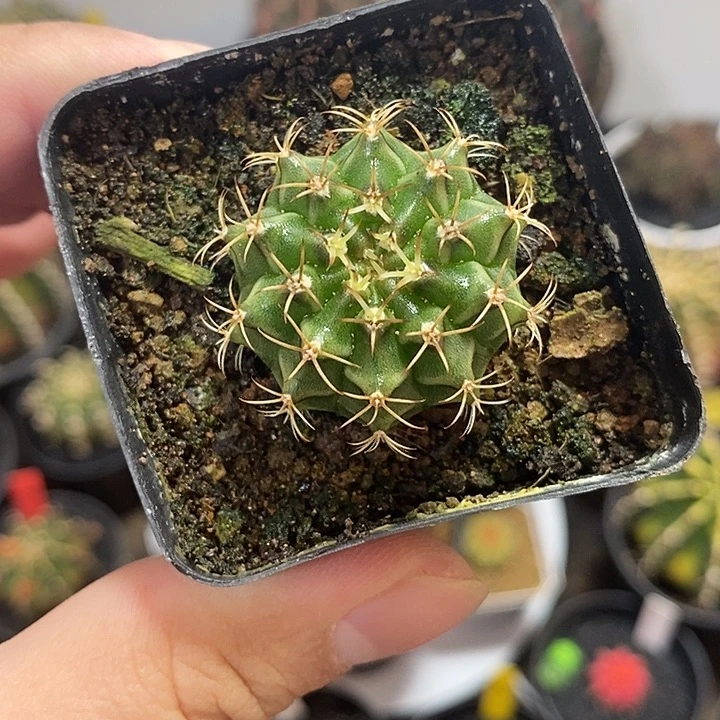 泰系米哈——脱土发货16