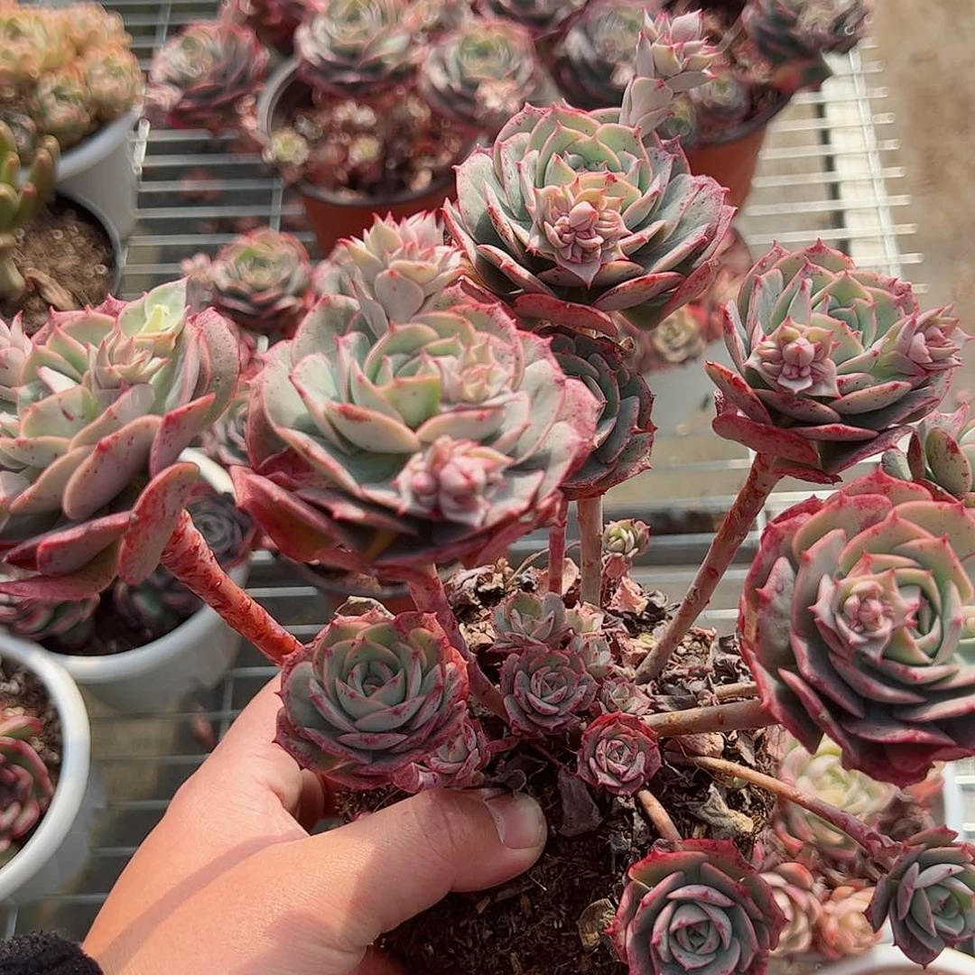 克罗地亚玫瑰160杯整桩