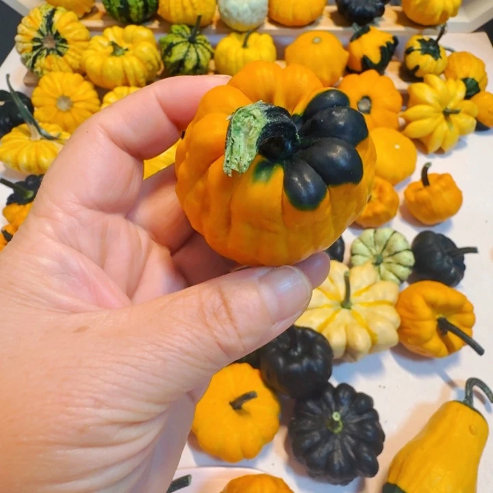 记*你墨西哥七彩葫芦青皮