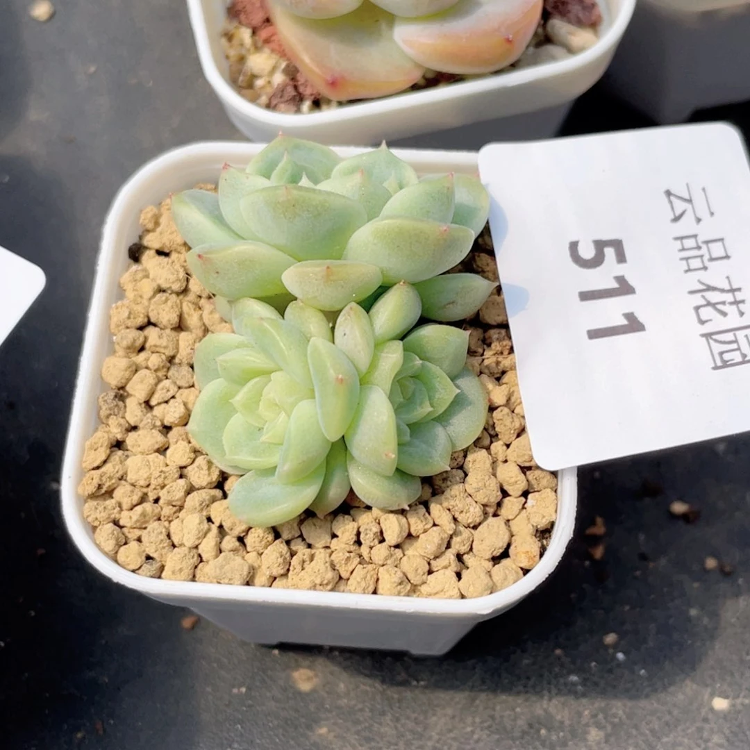 行*511号糖心冰心珍妮