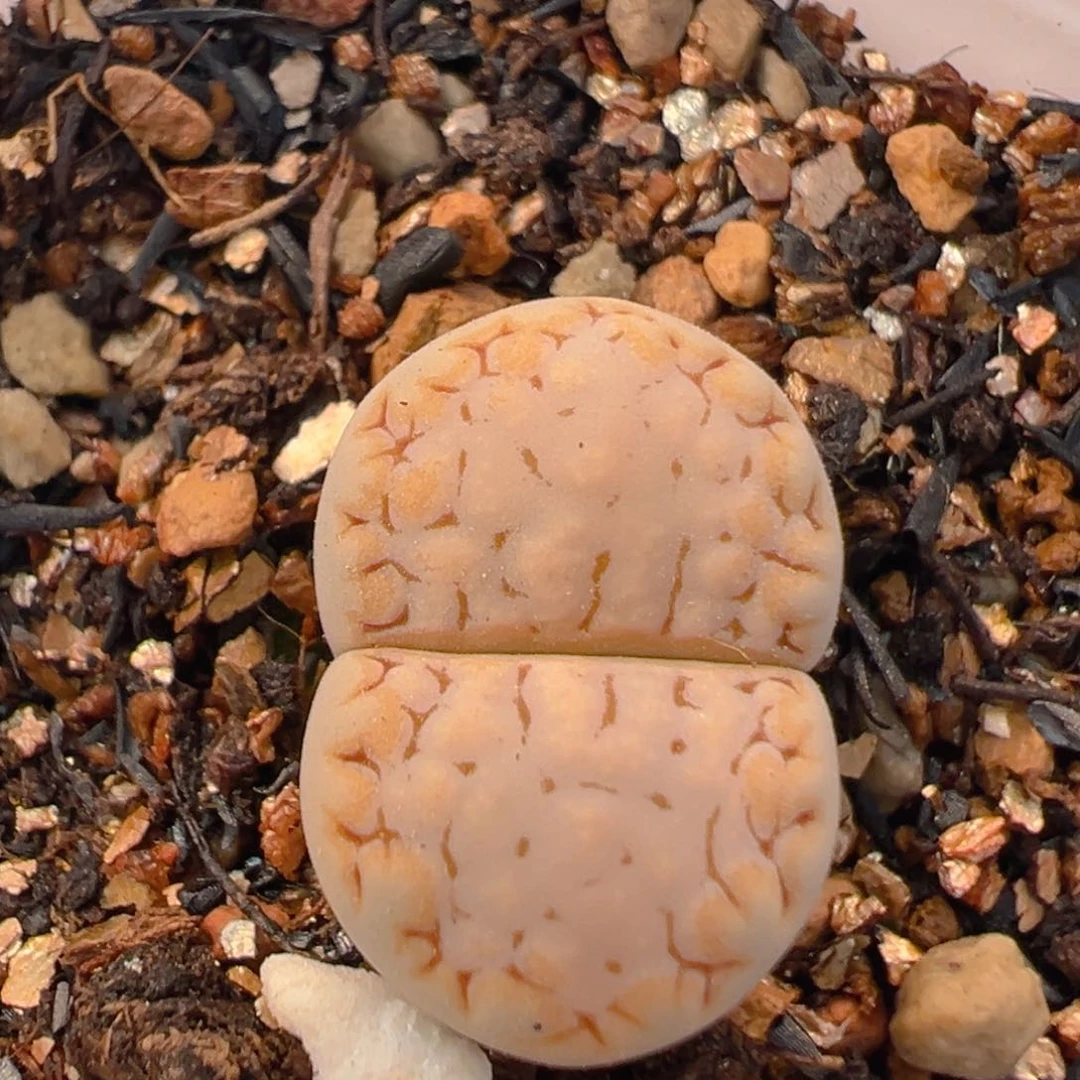 84多肉植物百科知识