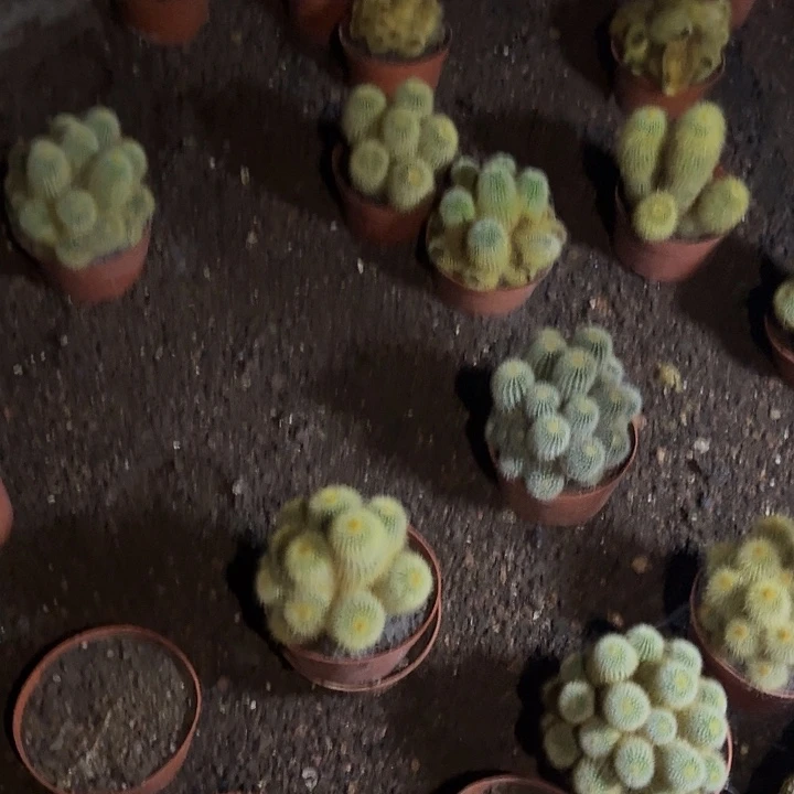 一行园艺【多头金丝猴】