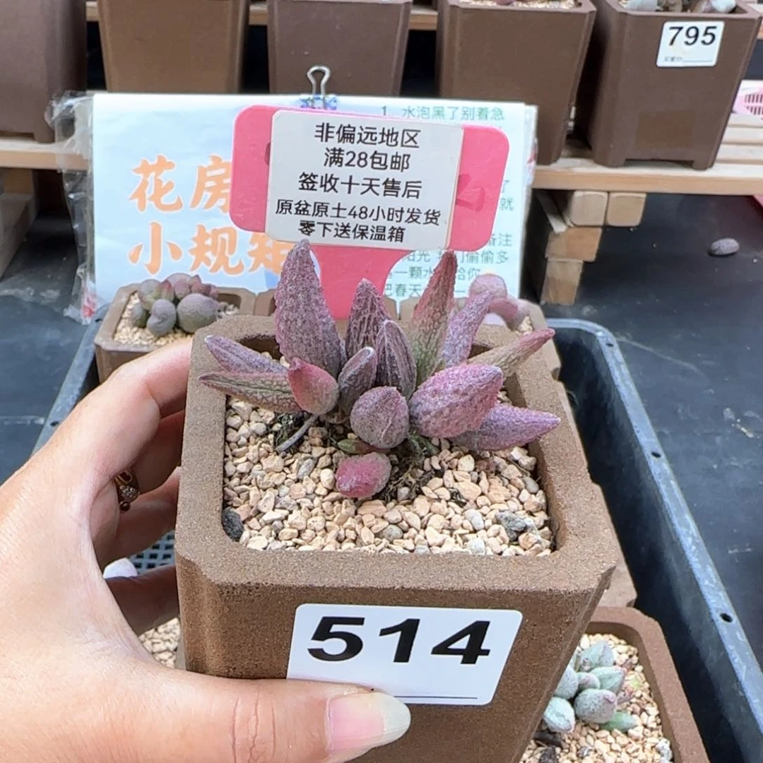 514猪尾巴多肉植物