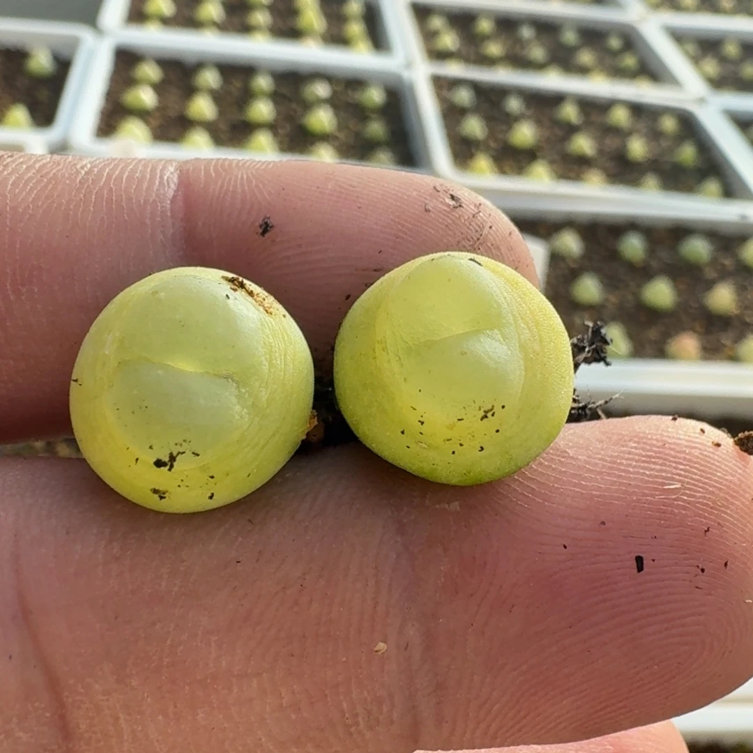 001拉登2606一一一一