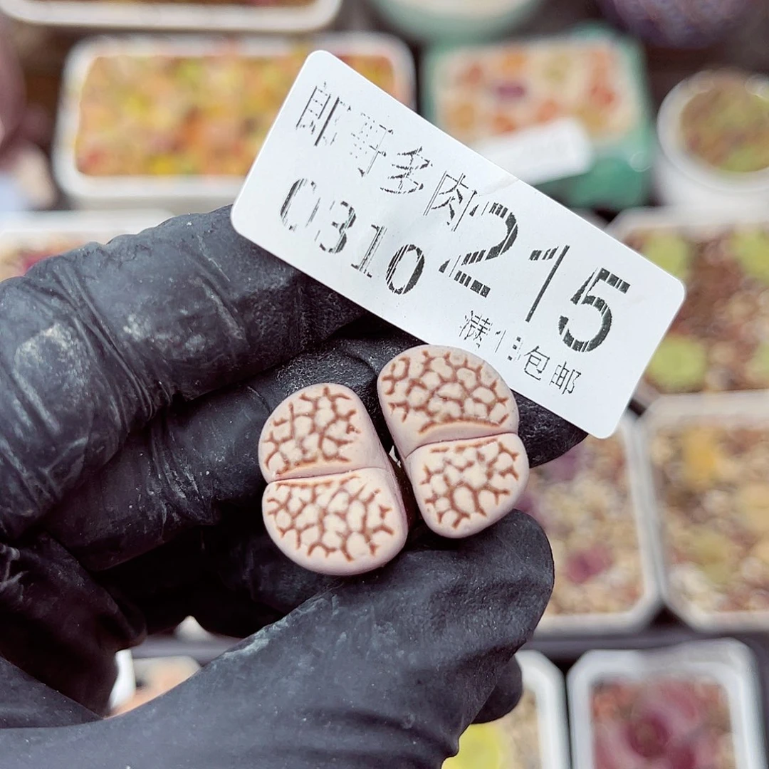 郎哥多少生石花10-215