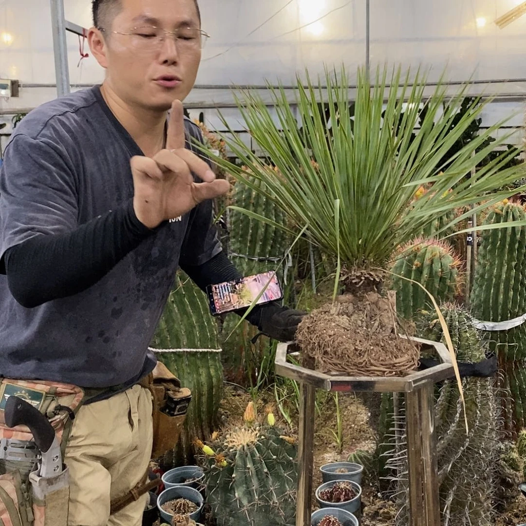 稻草人高50公分左右一物一拍