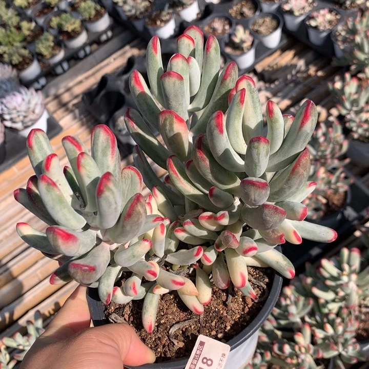 无花朵帮叶福娘锦锦1118