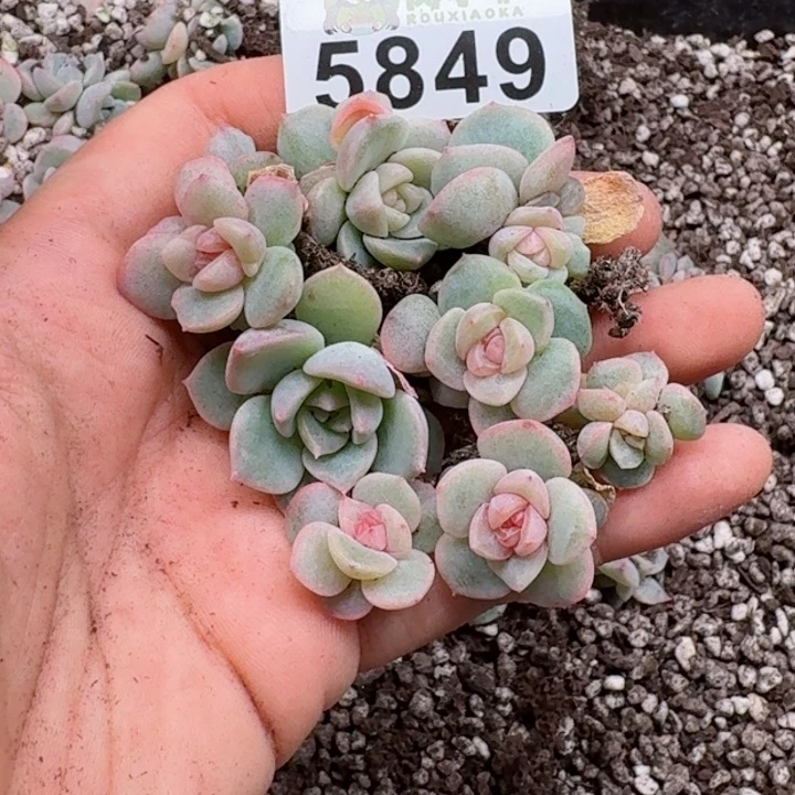 多肉植物多肉植物
