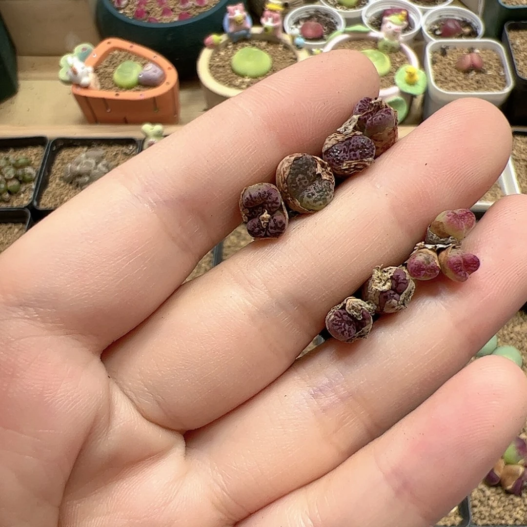 【闪购商品】20 福利