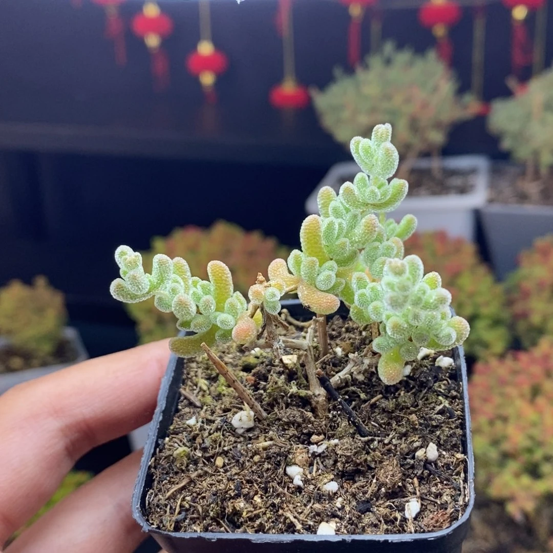 284号冰晶枝干多肉