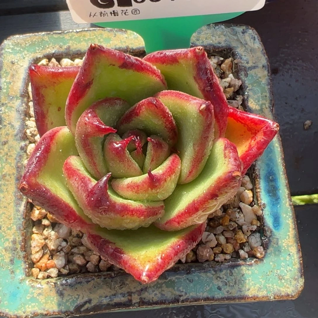 从前慢多肉精选编号0511.27