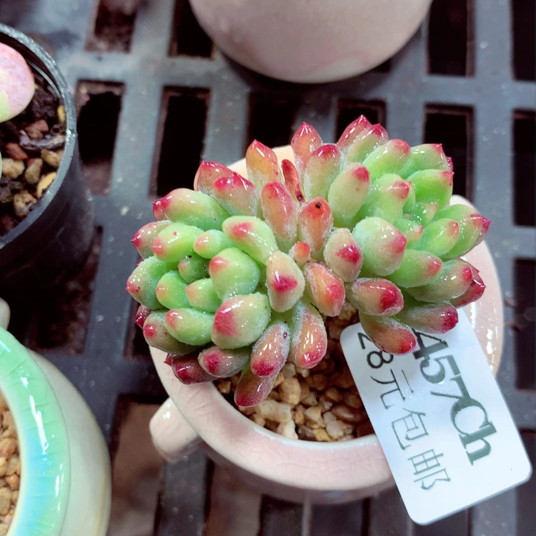 5厘米盆精控多肉1457