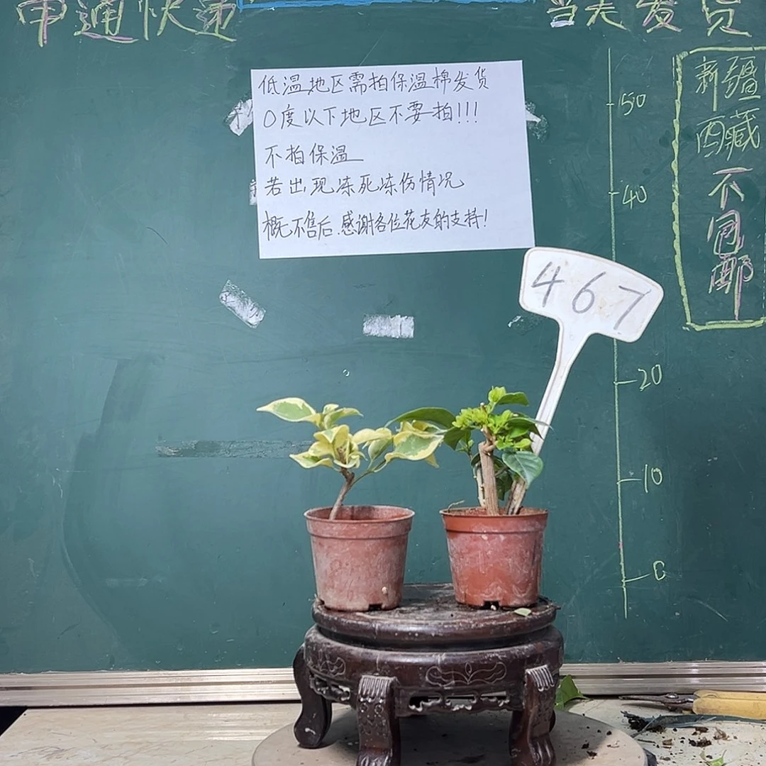 完全开放中国丽人掌中宝 绿樱掌中宝 467