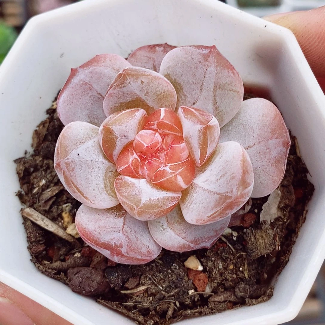 糖钻5cm多肉植物